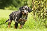 BEAUCERON - PUPPIES 273